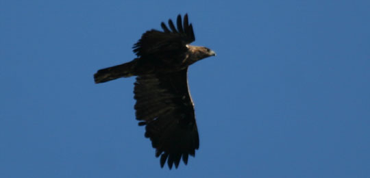 golden eagle