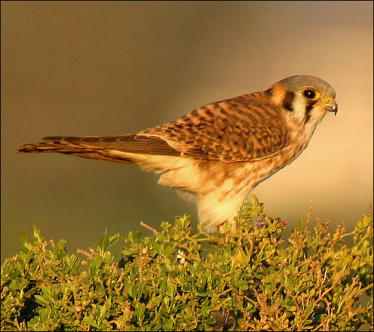 kestrel