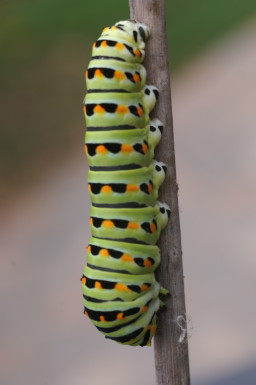 AS Caterpillar