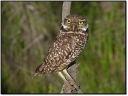 burrowing owl