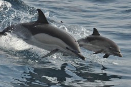 dolphins