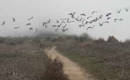 flock of birds