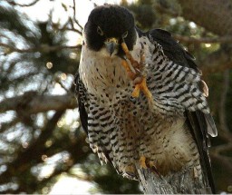 peregrine falcon