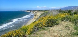 wildflowers