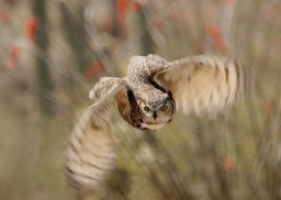 great horned owl in flight