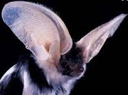 rare spotted bat