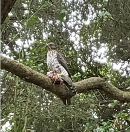 Immature Coopers Hawk (Photo by Chris Brehms & Mark Johnson)