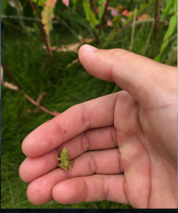 Pacific Tree Frog