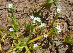 Popcorn Flower