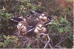 Fledgling Kites Photo Courtesy of Morgan Ball