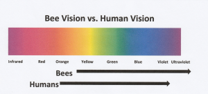 bee vision