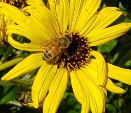 Busy Bee Photo by Chris Brems