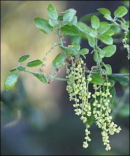 Catkins