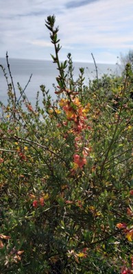 Deerweed Stalk-Red and Yellow Flowers Photo by Chris Brems