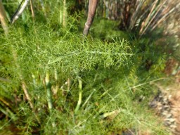 Feathery Fennel Stalk