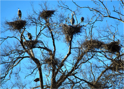 Great Blue Heron Colony