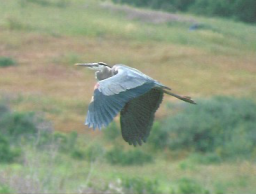 gbh-flight