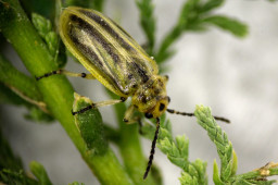 Larger Tamarisk Beetle