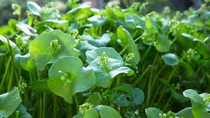 A Bank of Miner's Lettuce