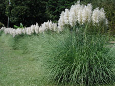 Pampas Grass in a Garden