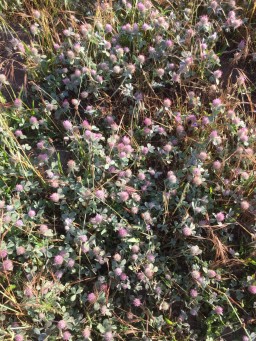 Rose Clover in Bloom