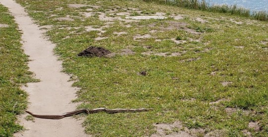 Gopher Snake and Gopher Hole on More Mesa Photo by Chris Brem