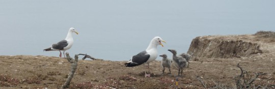 gulls with chicks