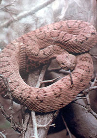 pink rattlesnake