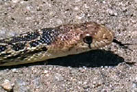 snake head shot