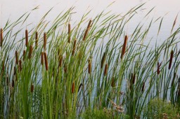 Cattails on Lakeside