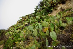 cacti