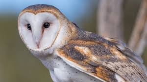 Barn Owl face has a very pronounced facial disk