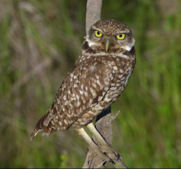 Burrowing Owl