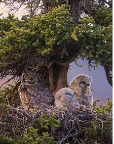 Great-horned Owl Family