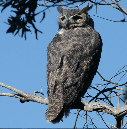 Great-horned owl looks over its back