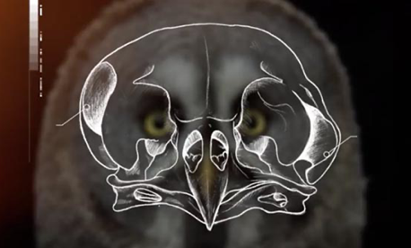 owl skull