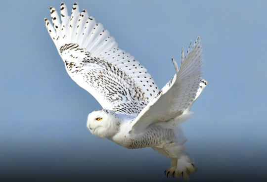 snowy owl