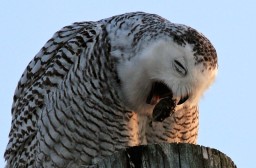Snowy Owl Eliminating a Pellet--Photo by Leslie Abrams 