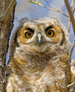 Third eyelid - Photo by Evan Hitch