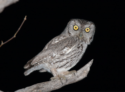 Western Screech Owl