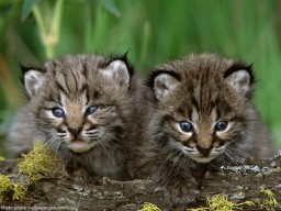 bob kittens