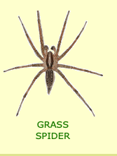 grass spider