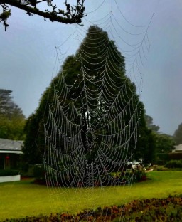 spider tree