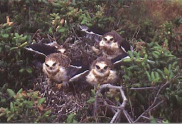 kite babies