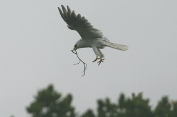 kite twig transport