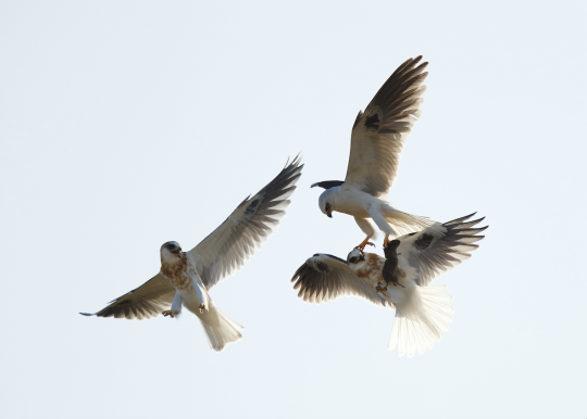 kites in fight