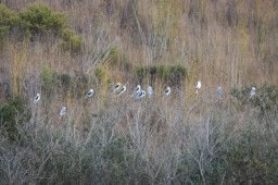 kites in line