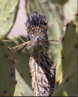 22h road runner mouth