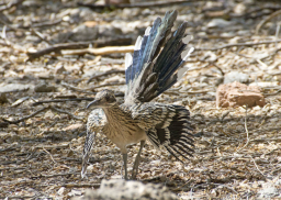 road runner close