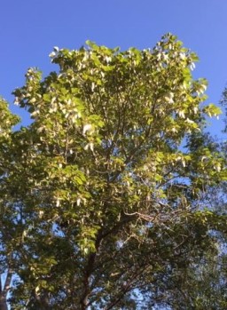 Female Tree with Snowstorm in the Making